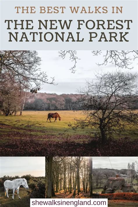 9 Best Walks In The New Forest National Park Full Route Guides She