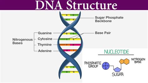 Structure And Function Of Dna I Dna Structure Class 12 I Scientech Biology I Model Of Dna Youtube