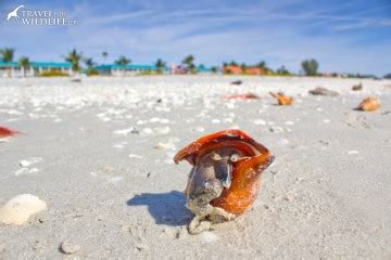 The Beautiful Face Of The Florida Fighting Conch Travel For Wildlife