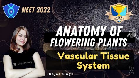 Anatomy Of Flowering Plants Vascular Tissue System Part 2 Neet