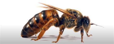 Why Are Queen Bees So Important