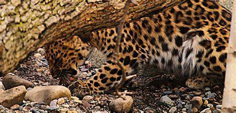 2008 06 29 Amur Leopard Eating 090 Chuck Ashley Flickr