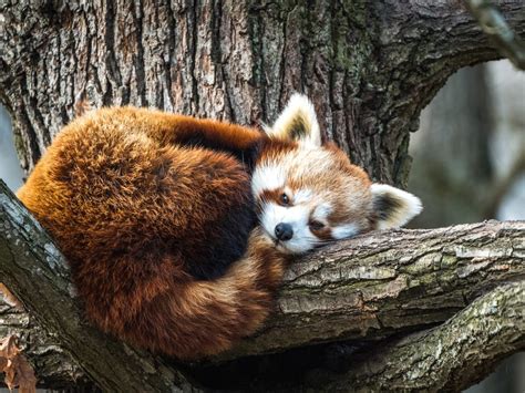 How Many Red Pandas Are Left In The Wild Readers