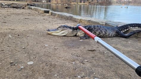 An Alligator Found In A Park In The Middle Of New York Timenews