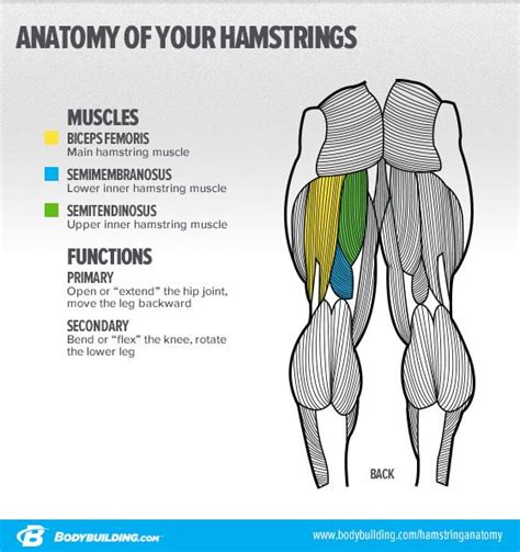 3 Essential Moves For Powerhouse Hamstrings Glutes Hams Quads