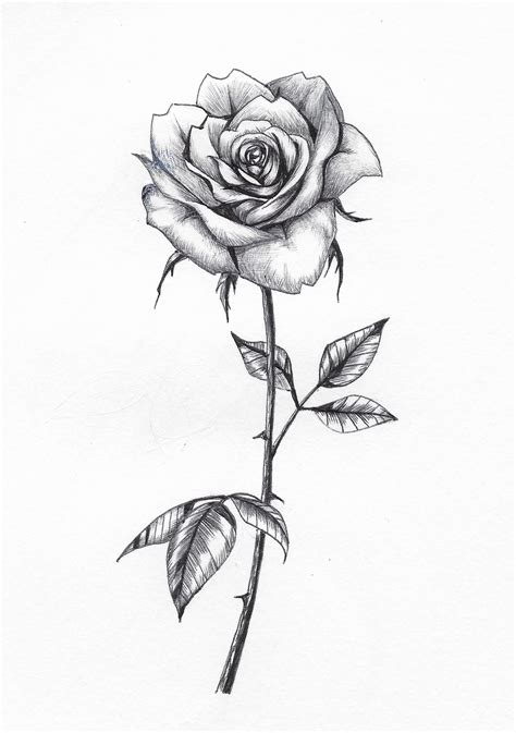 Rose Drawing Tattoo Roses Drawing Floral Drawing Tattoo Design Drawings Tattoo Sleeve