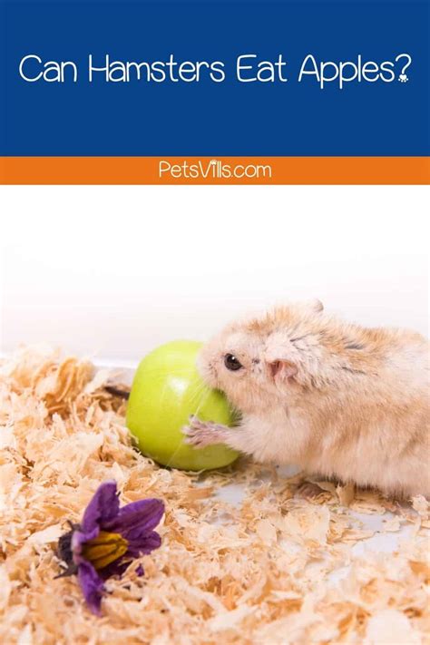 Can Hamsters Eat Apples Nutritious Treats Feeding Tips
