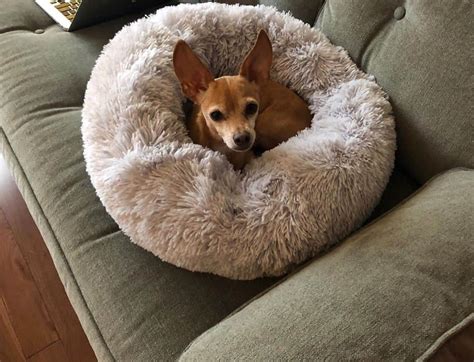 A calming dog bed is one that provides comfort to your pet. Absolut Soothing Bed Reviews: Best Dog Calming Beds