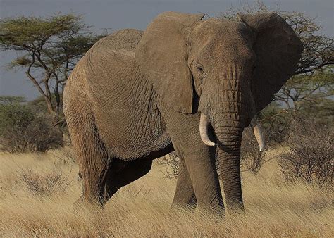 Namibia Desert Elephants Legally Hunted To Solve Human