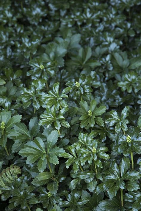 The 20 Best Evergreen Ground Cover Plants Laptrinhx News