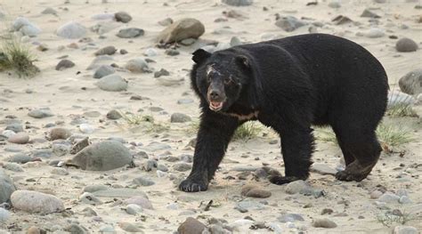 Himalayan Black Bear Himalayan Black Bear Cub Rescued Search