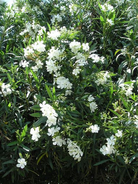 Nerium Oleander White Oleander Windbreak Nerium Salt Spray Southern
