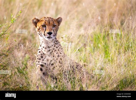 A Portrait Of A Cheetah In The Grass Landscape Stock Photo Alamy
