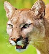 Pumas (puma concolor), also called cougars or mountain lions, are large wild cats that live on the west coast of canada, in the western half of the united states, and florida, and most of central and south america. Puma-The elusive wild cat - About Wild Animals