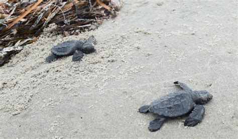 Sea Turtles Return Restoring Habitat In The Gulf The National