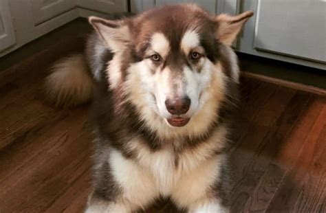 The Fascinating World Of The Alaskan Malamutes Colors K9 Web