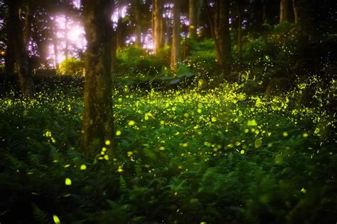 The flashbacks feature the mom of the family, lisa, pregnant, first noticeable at ~15 minutes in. Synchronized Fireflies at Elkmont Back for Another Season