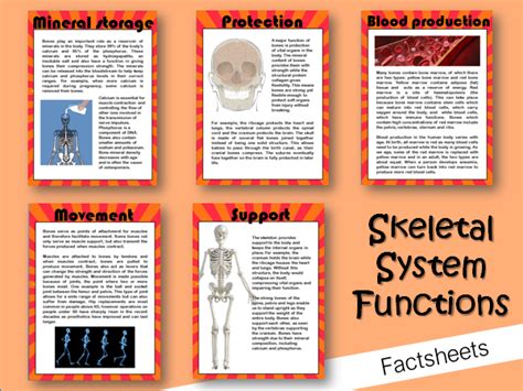Skeletal System Functions Teaching Resources