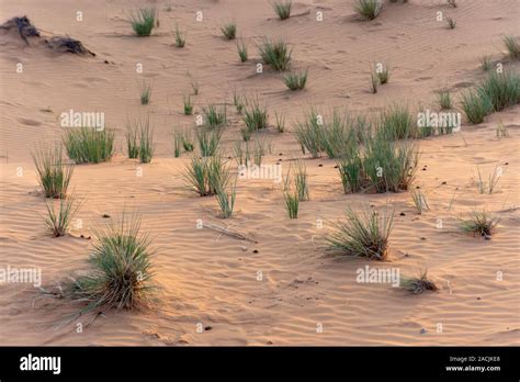 Desert At Sunset Brings Out Yellow Colored Sand With A Small Groups Of