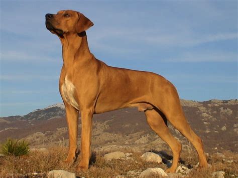 Rhodesian Ridgeback Happy Pet Stories