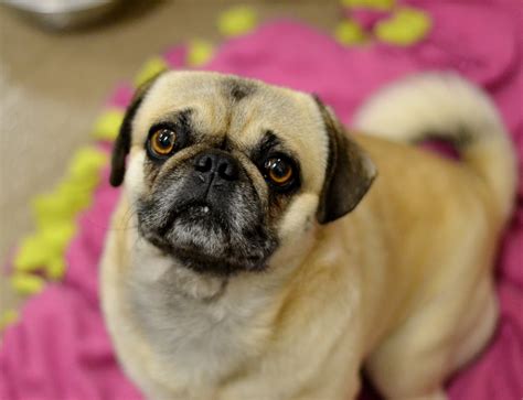 Available Pugs Dfw Pugs