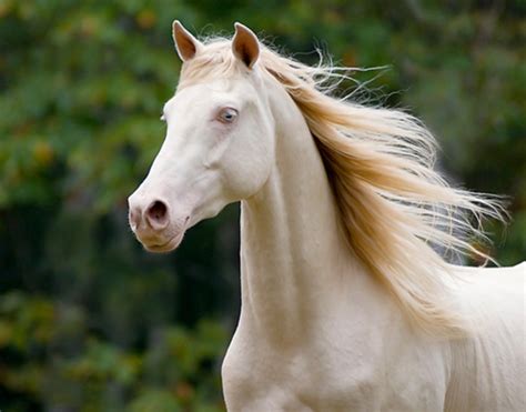 top  horses    unusual  beautiful colors