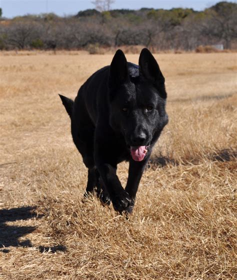 Black German Shepherd Looks Like A Wolf Love It