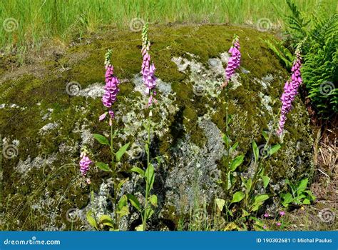 Digitalis Purpurea High Mountain Herb Very Beautiful Purple Pink Flower