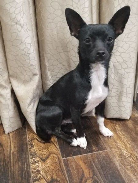 Black Rat Terrier Chihuahua Mix Pets Lovers