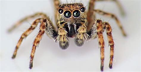 The Most Common House Spiders And How To Know If Theyre In Your Home
