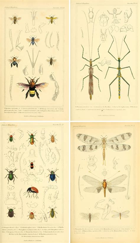 Remodelaholic 25 Free Incredible Insects Vintage Printable Images