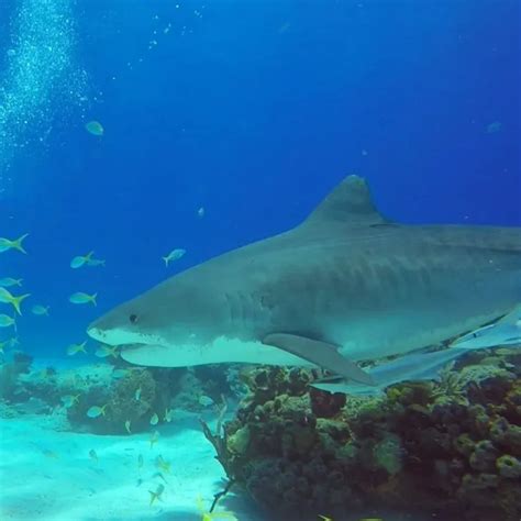 Best National Geographic Shark Documentaries On Disney Plus