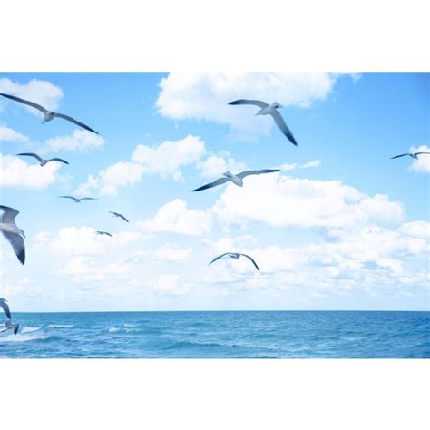 Seagulls Flying Over The Ocean Landscape Photograph Chairish