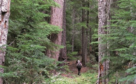 The Types Of Ancient Forests In Oregon — The Mountaineers