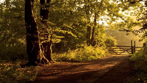 Download Tree Sunbeam Sunlight Sunset Path Nature Forest Hd Wallpaper