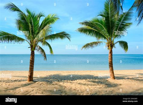 Sandy Beach With Coconut Palm Tree And Blue Sky Tropical Landscape