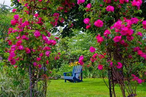 Les Roses Dans Le Jardin Quand La Magie Devient Réalité 13 Inspirations