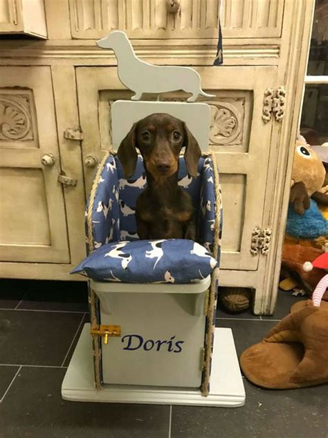 Adorable Dachshund Has To Sit In High Chair To Eat Or She Would Starve