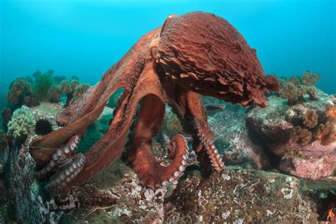 The Largest Octopus Species Ranked American Oceans