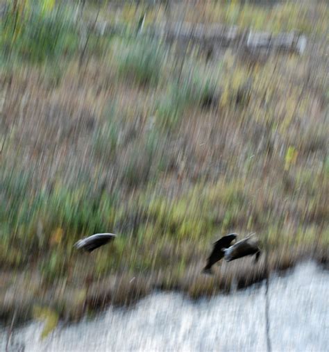 High Virginia Outdoors: Gauley River Trout Stocking