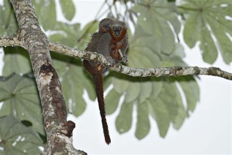 Newly Described Monkey Species Found In Threatened Amazon Forest