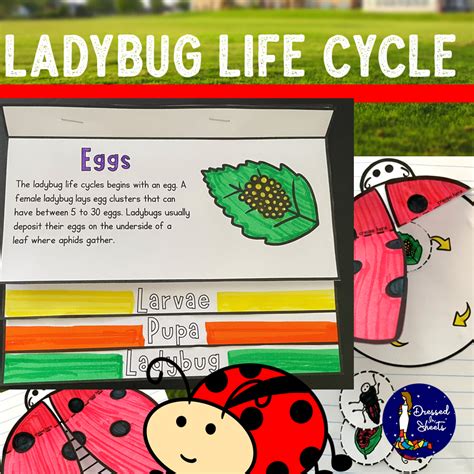 ladybug life cycle made by teachers ladybug life cycle life cycles ladybug