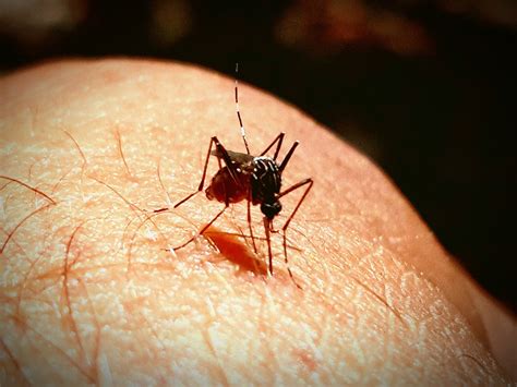 Preventing Mosquito Bites Recommendations From The Cdc The Clinical