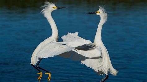 Wallpaper Herons Water River Couple Hd Picture Image