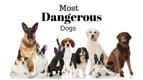 Top 10 Most Dangerous Dog Breeds In The World List