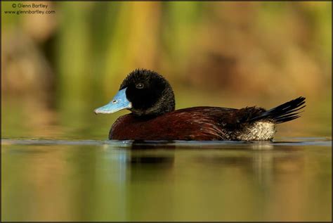 Blue Billed Duck Oxyura Australis Focusing On Wildlife