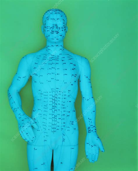 Acupuncture Model Stock Image M7460048 Science Photo Library