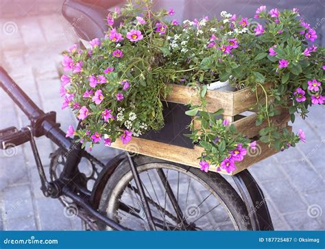 Vintage Bicycle With Basket Full Of Flowers Standing In The Street