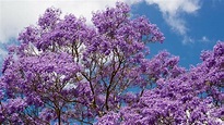 How To Grow And Care For Jacaranda Trees