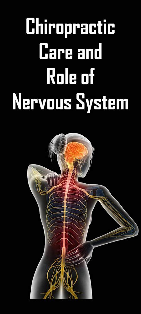 Chiropractic Care And The Role Of The Nervous System The Pacific